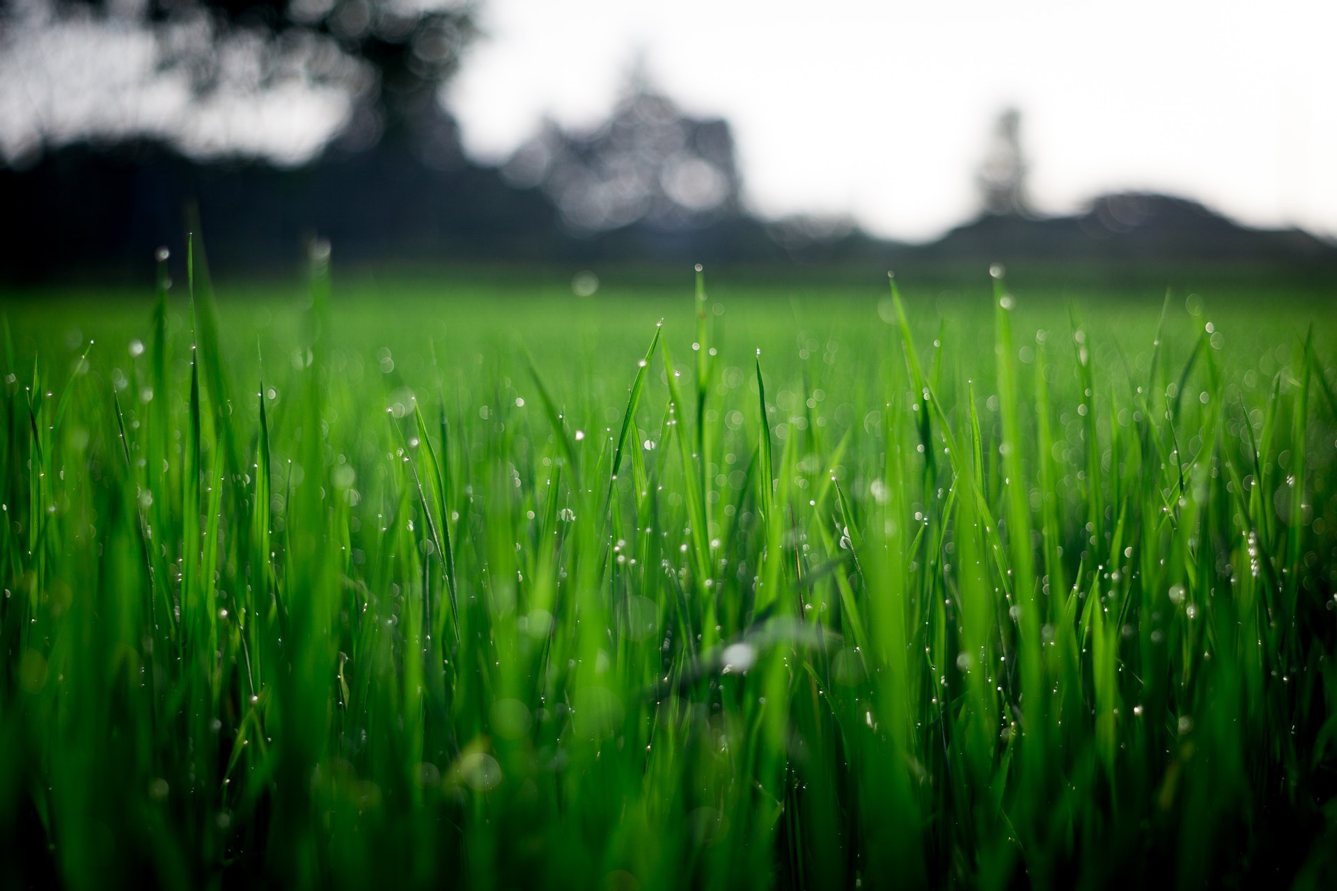 Photo of Green Grasses during Daytime