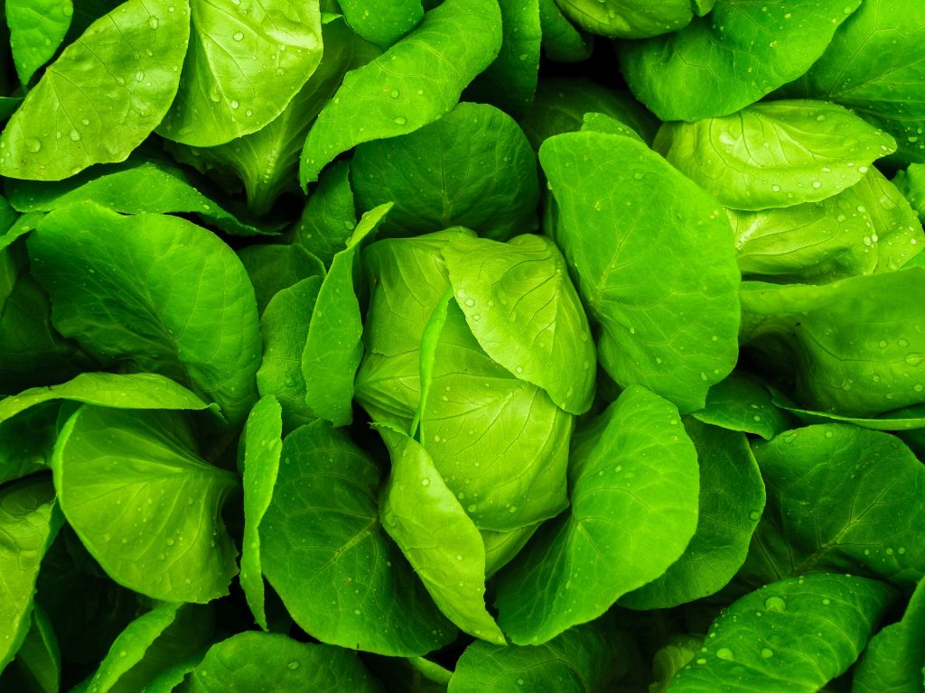 Lettuce leaves with droplets