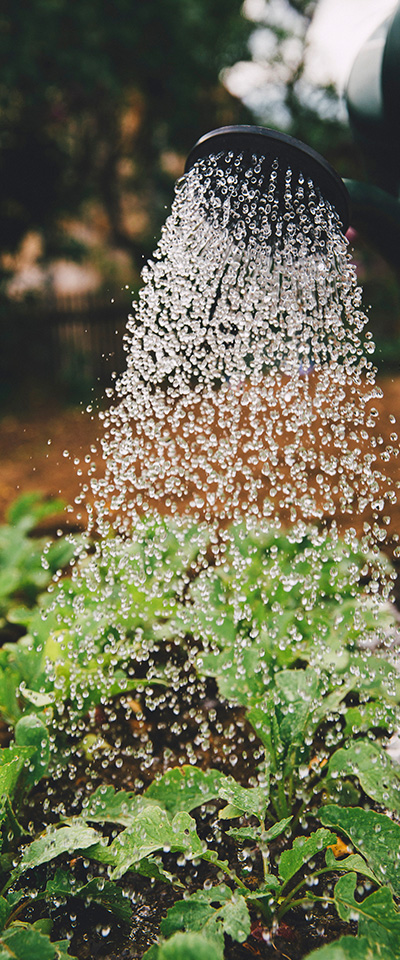 Watering a garden