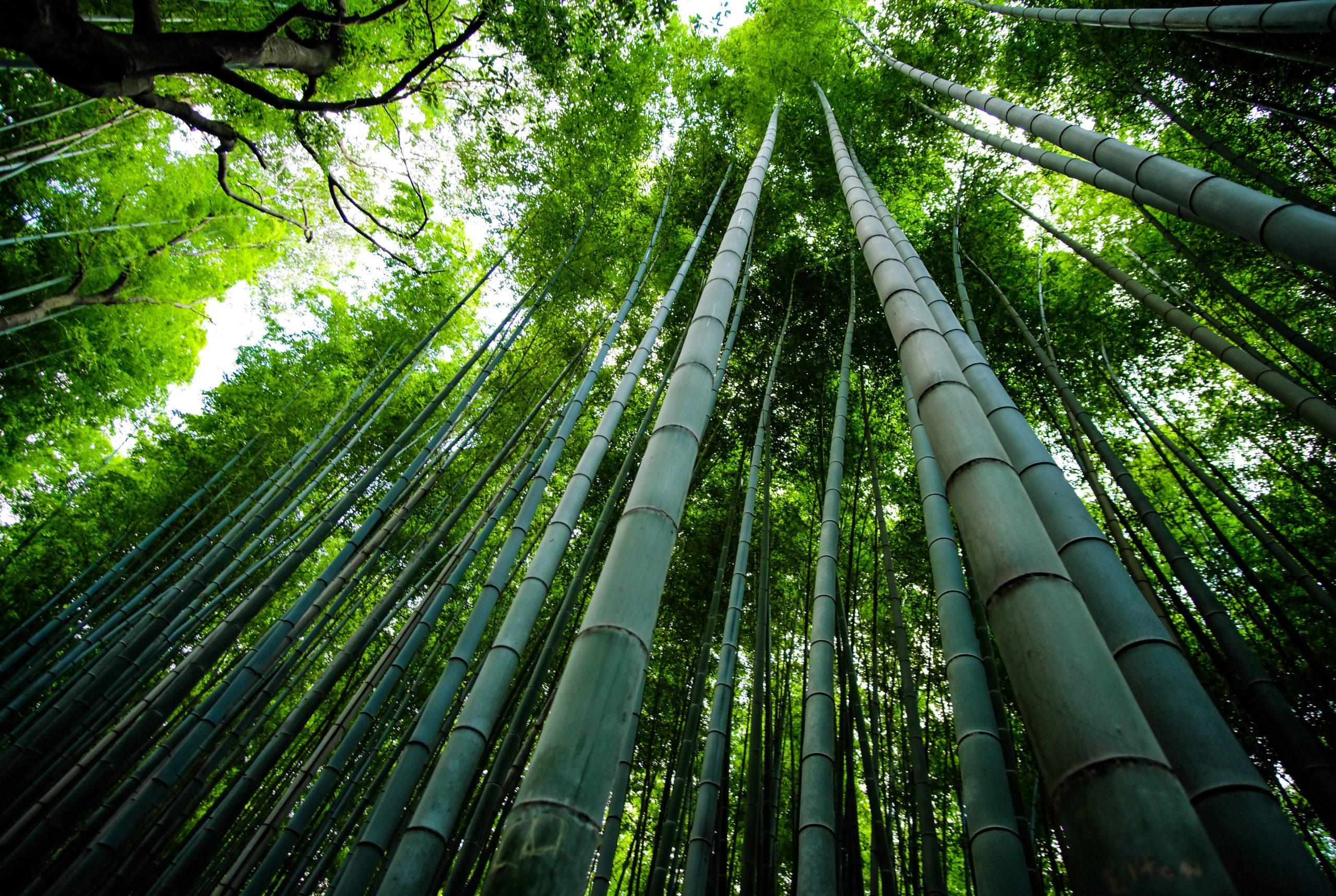 large bamboo