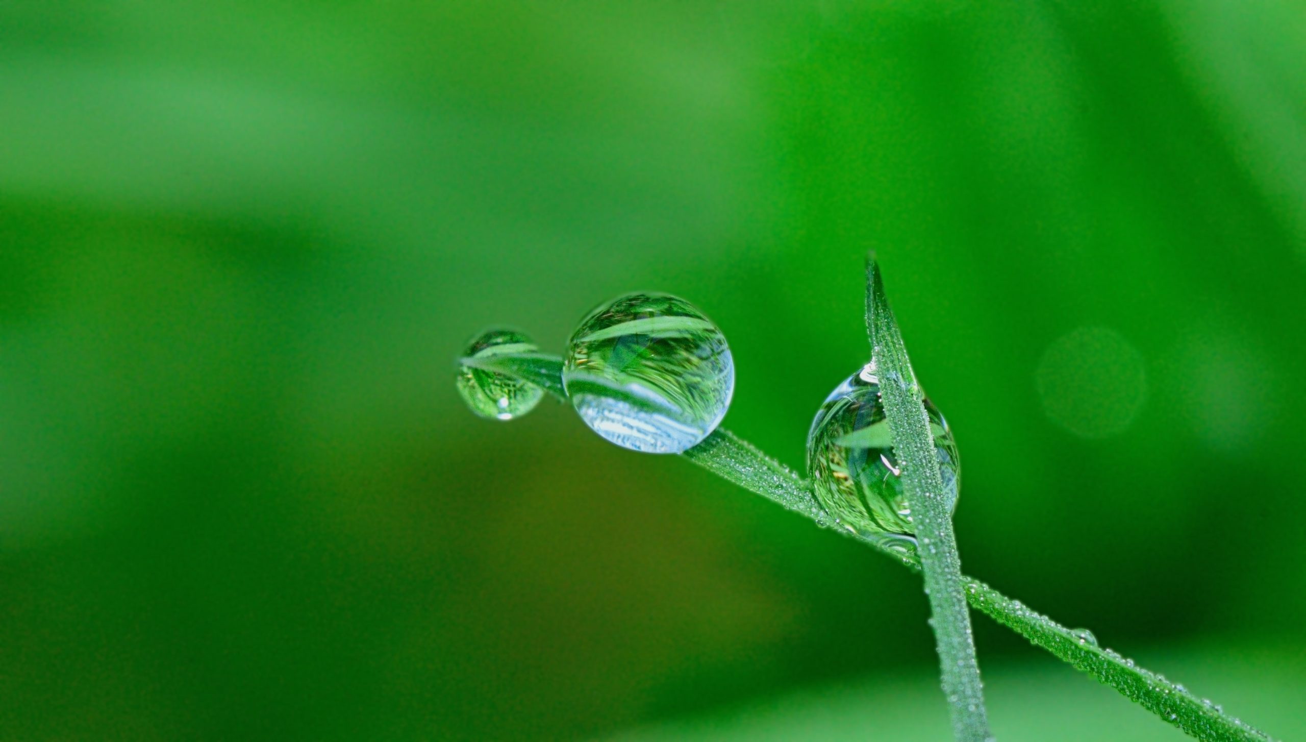 water droplets on blades of grass