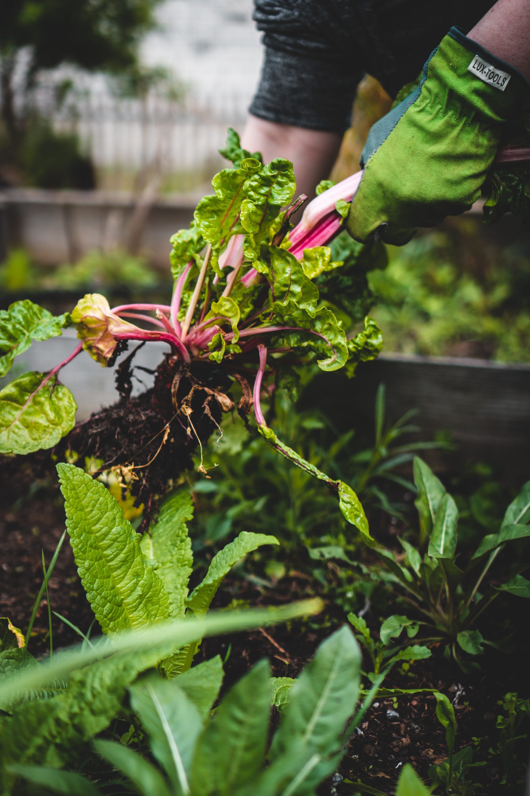 Gardening: Go Organic!