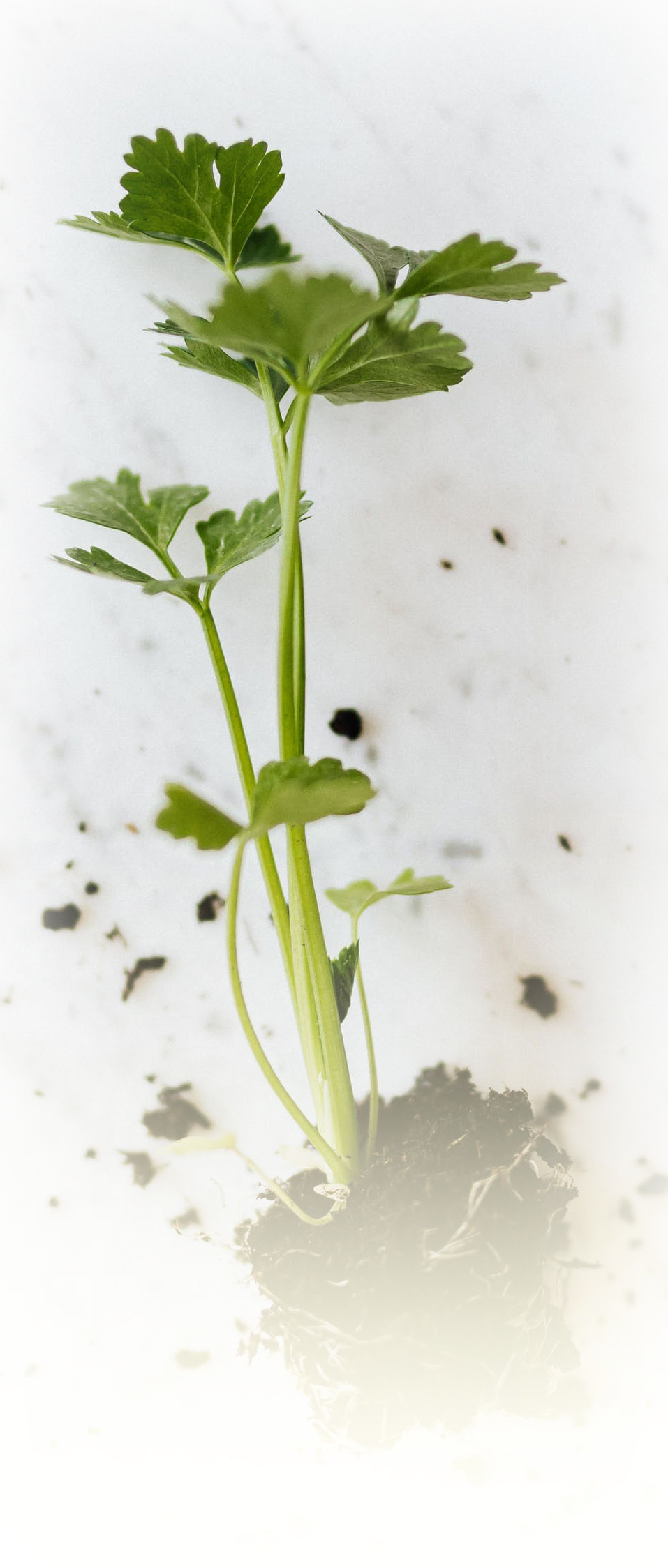 small plant seedling