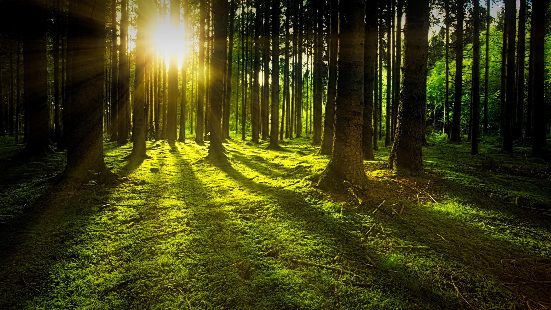 Beautiful forest with sun; a reminder of natural surroundings.