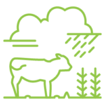 Land, food and water icon: a cow with clouds rain and corn growing