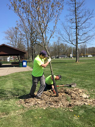 Volunteers planting a tree